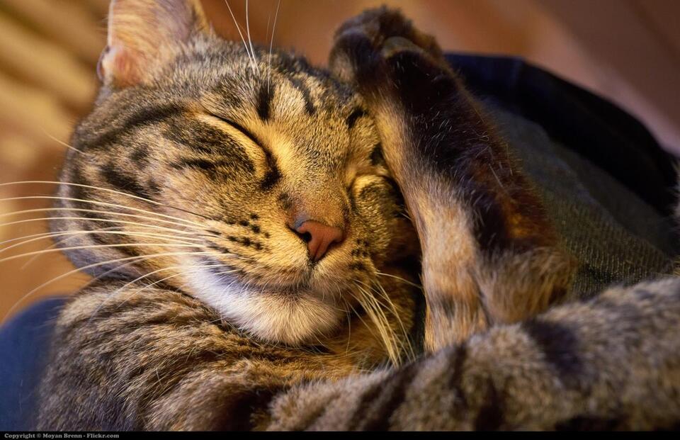 Cat Rudeness = Secret Love Notes?