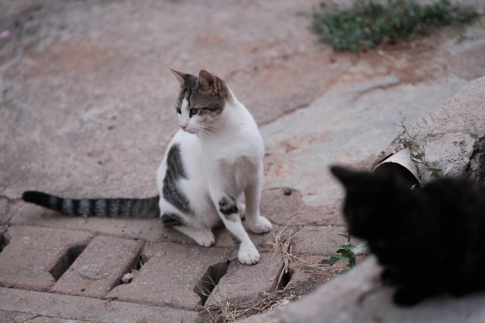 Cat Rudeness = Secret Love Notes?