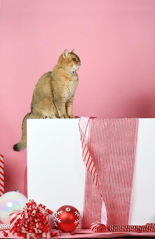 Cat Rudeness = Secret Love Notes?