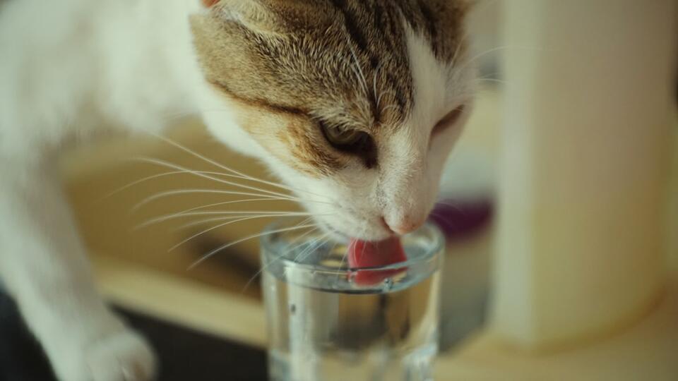 Cat Rudeness = Secret Love Notes?