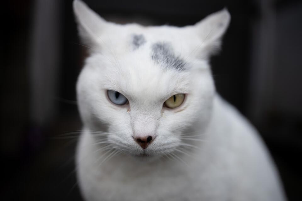 Cat Rudeness = Secret Love Notes?