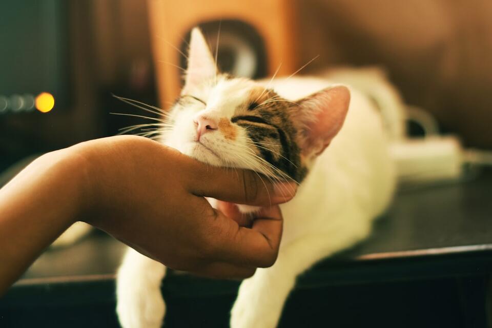 Cat Rudeness = Secret Love Notes?