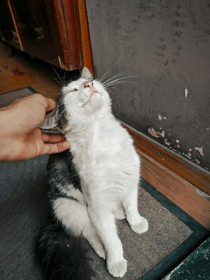 Cat Rudeness = Secret Love Notes?