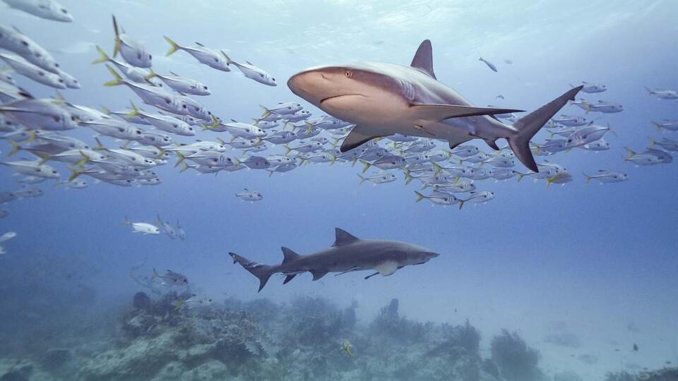 325-Million-Year-Old Shark Fossils?!