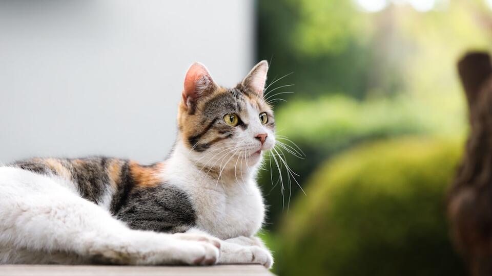 Cat Rudeness = Secret Love Notes?
