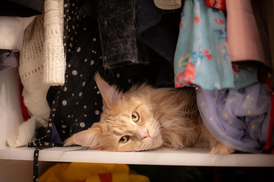 Cat Rudeness = Secret Love Notes?