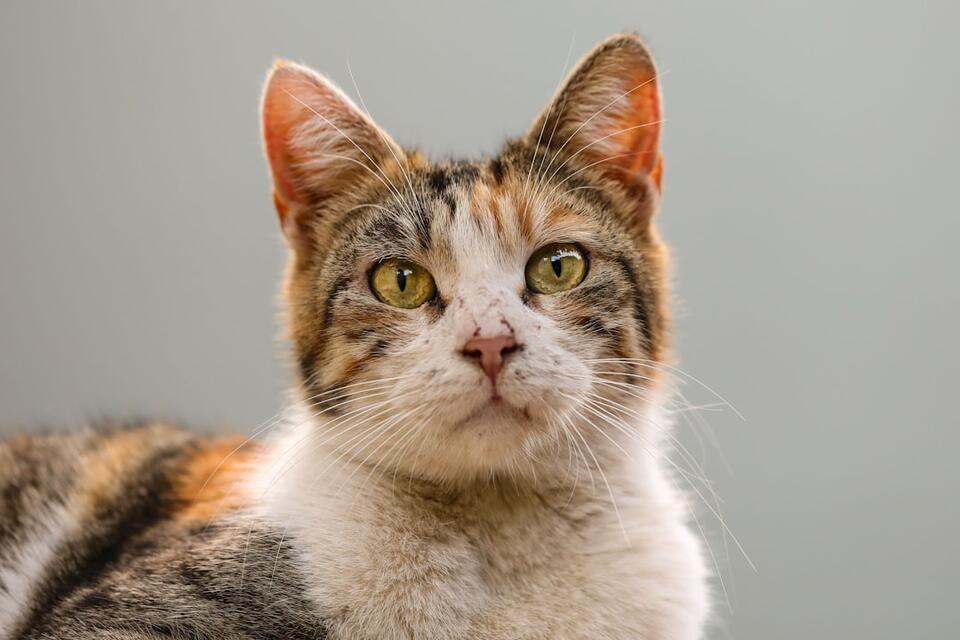 Cat Rudeness = Secret Love Notes?