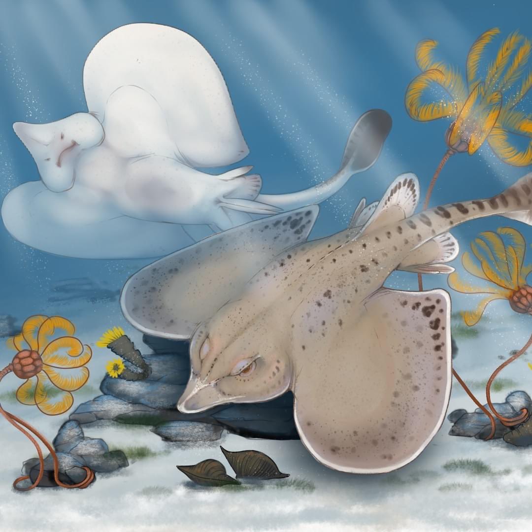 325-Million-Year-Old Shark Fossils?!