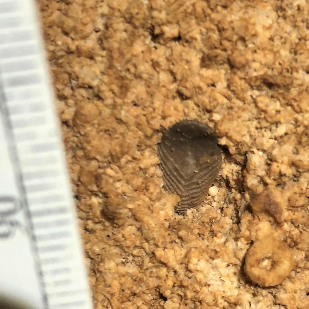 325-Million-Year-Old Shark Fossils?!
