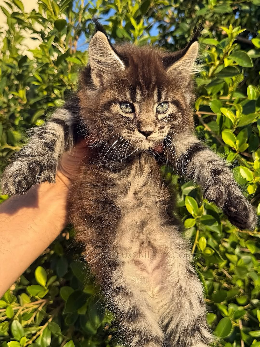 Kitten’s Giant Paws Make a Splash!