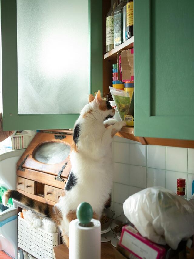Cat Rudeness = Secret Love Notes?