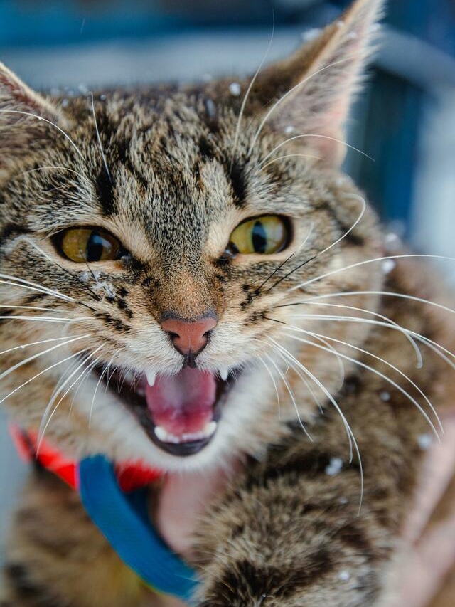 Cat Rudeness = Secret Love Notes?