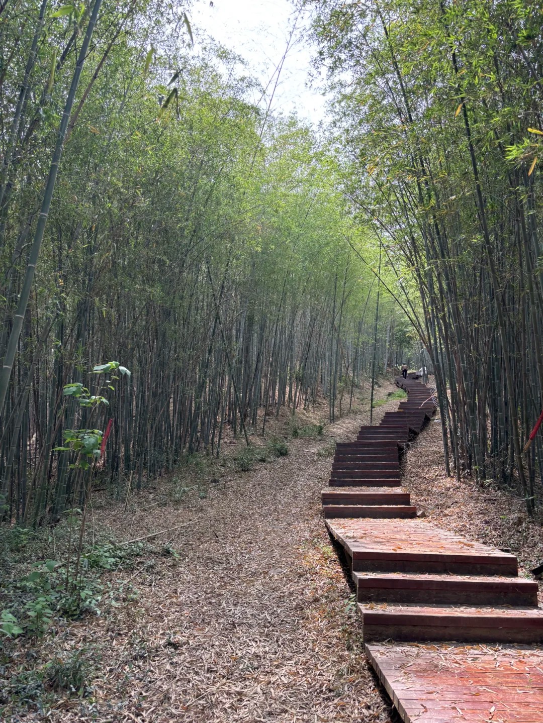 Is this your preferred hiking terrain? 🌲