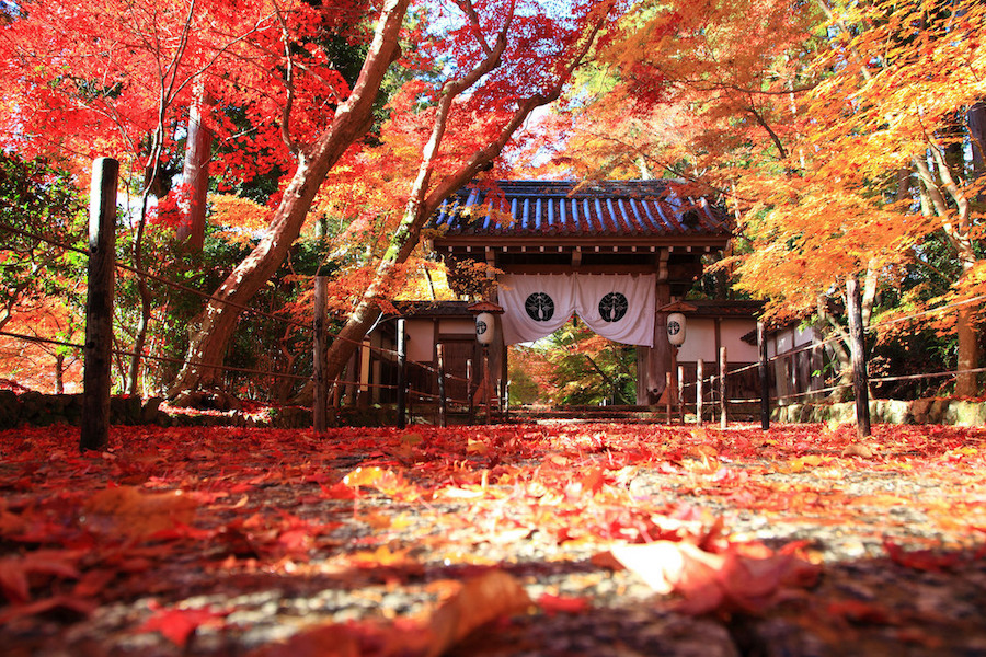  Kyoto’s Autumn Leaves Meet Global Brushstrokes, Collaboration Paints the Town