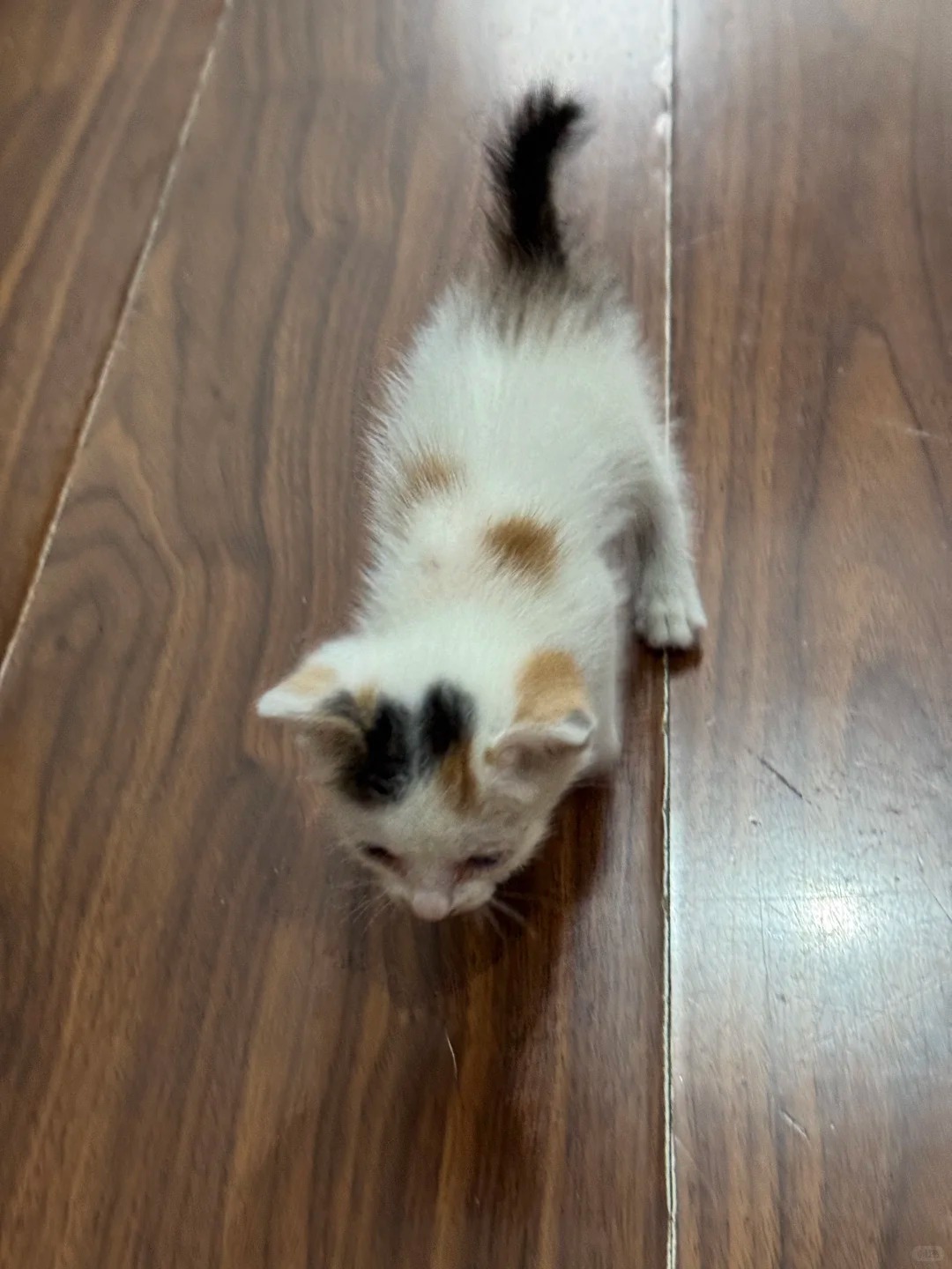 Stray Cat Gave Me Her Kitten?