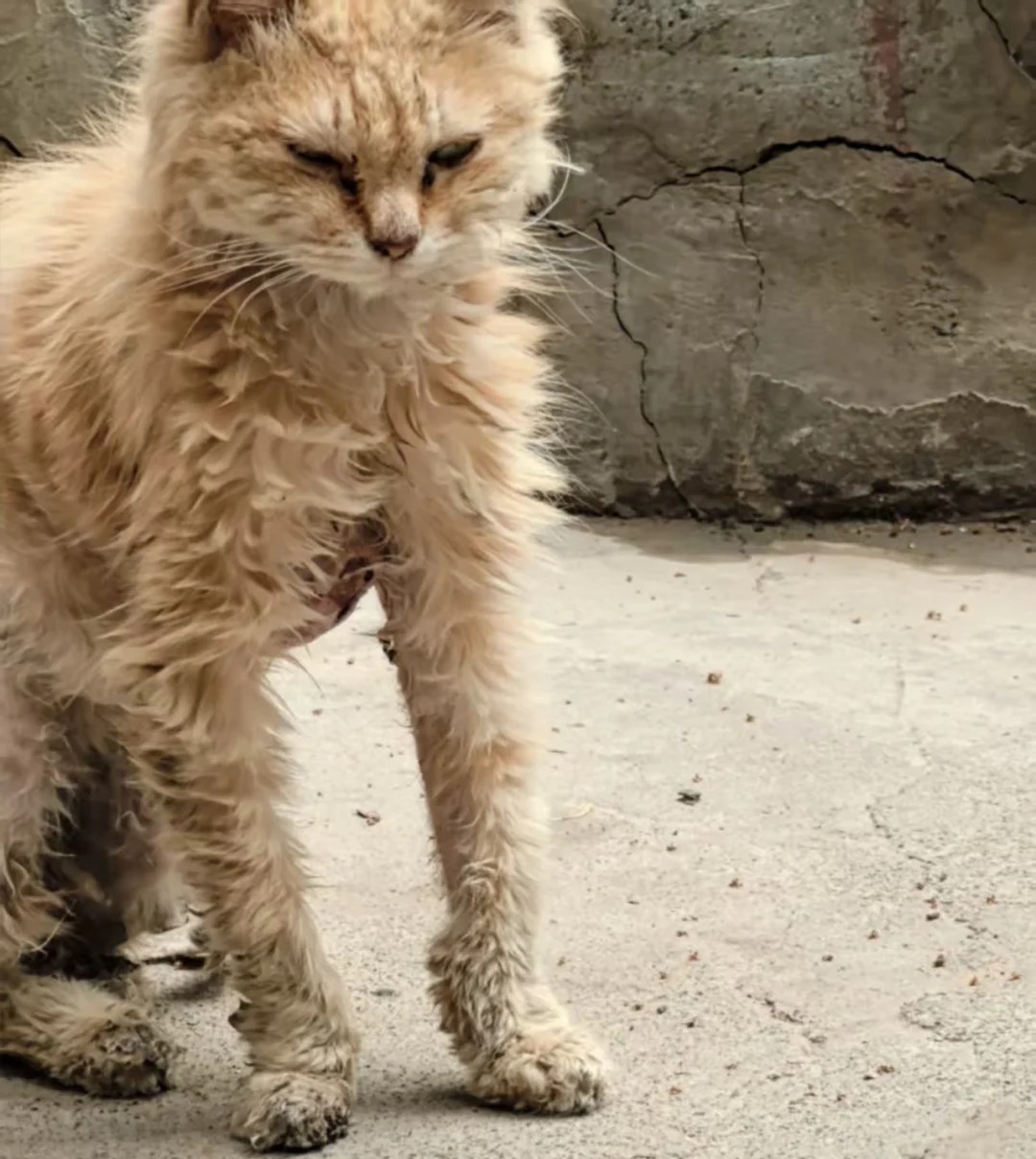 The kitten just can't speak, he knows everything