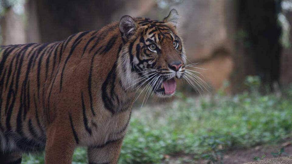 Meet Suci: Riverbanks’ New Tiger Star!