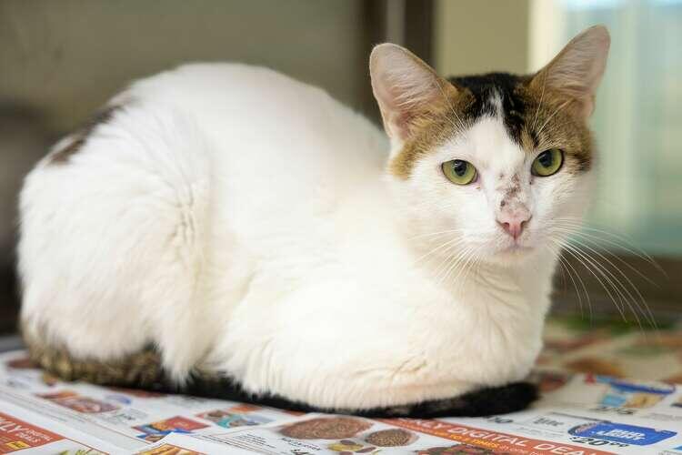 Adopt a Pet for Less This July!