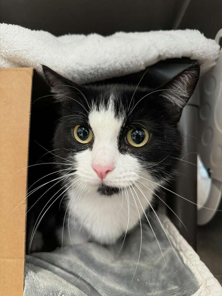 Adopt a Pet for Less This July!
