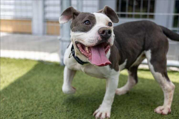 Adopt a Pet for Less This July!