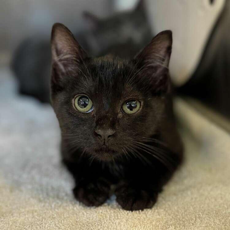 Adopt a Pet for Less This July!