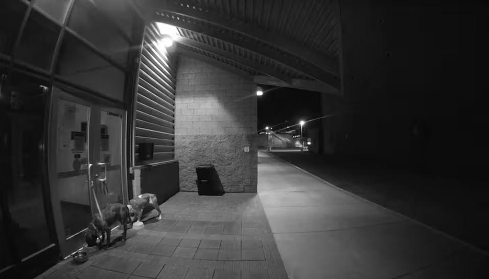 Dogs Left Behind at Pittsburgh Shelters 😢