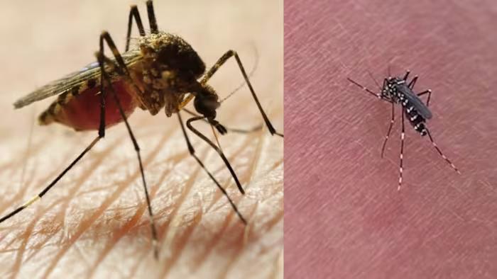 Why Mosquitoes Love You More