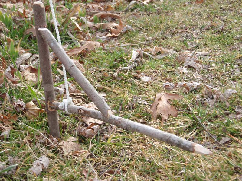 Anyone actually catch anything with traps?