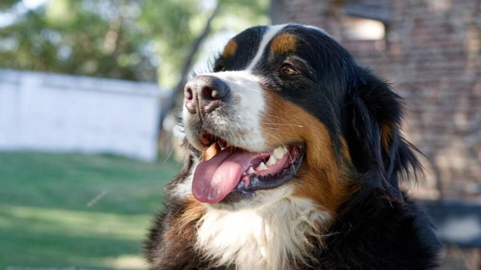 Burt the Berner’s Hilarious Heat Meltdown