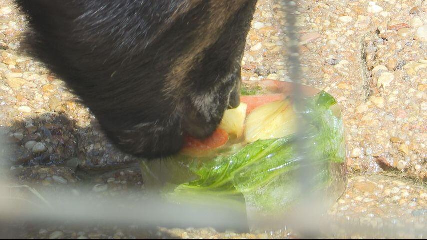 Zoo Animals Get Popsicles & Spa Days?!