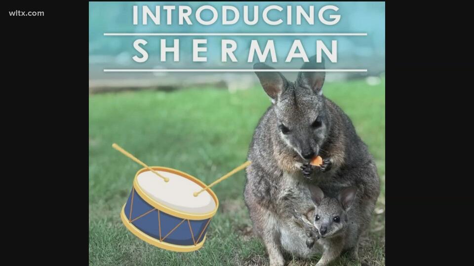 Meet Sherman, the Zoo’s Cutest New Star!