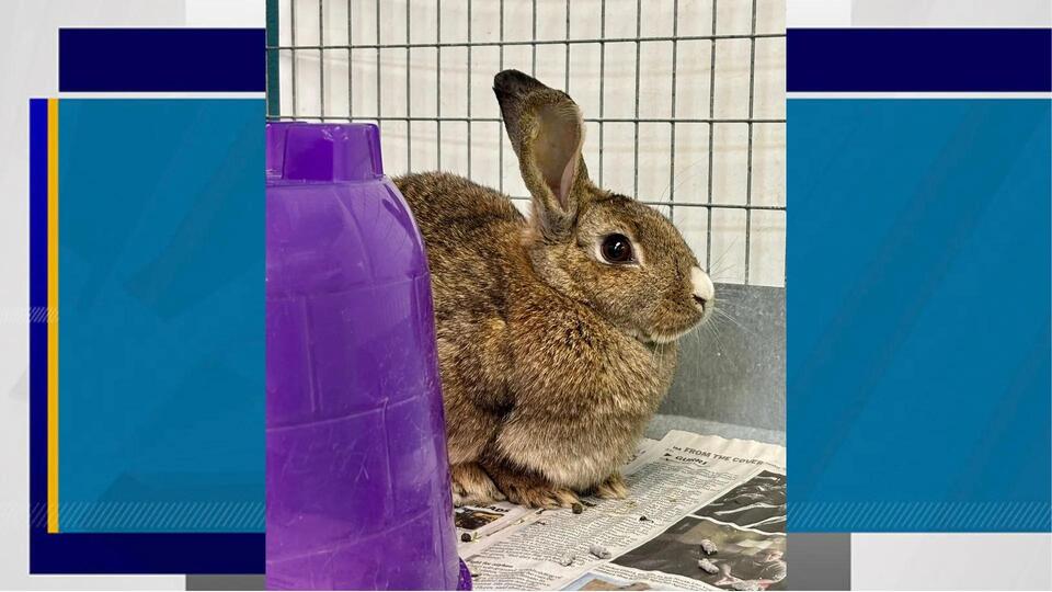 Vegas Bunnies Need Homes ASAP!