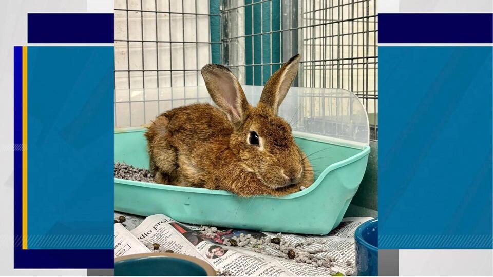 Vegas Bunnies Need Homes ASAP!