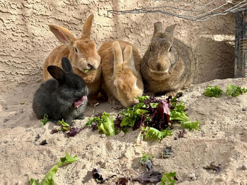 Vegas Bunnies Need Homes ASAP!