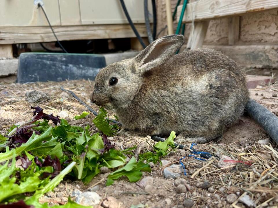 Vegas Bunnies Need Homes ASAP!