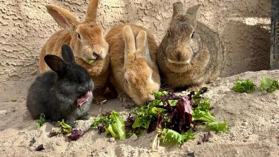 100+ Bunnies Need Homes ASAP!