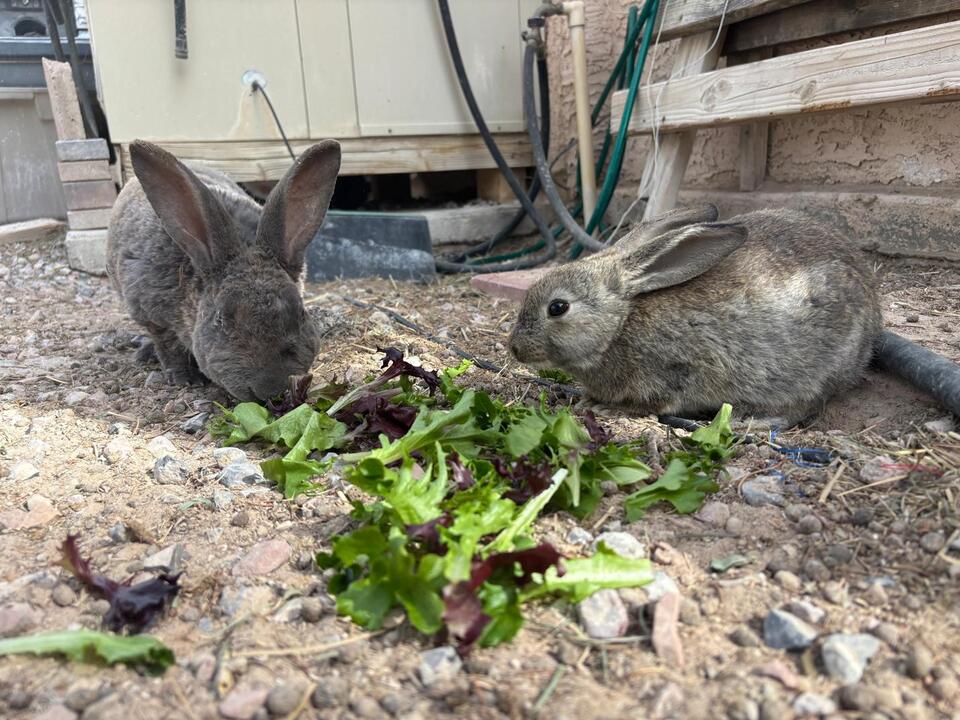 Vegas Bunnies Need Homes ASAP!