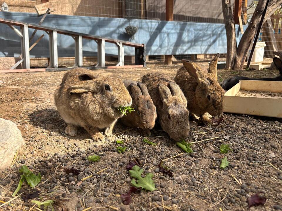 Vegas Bunnies Need Homes ASAP!