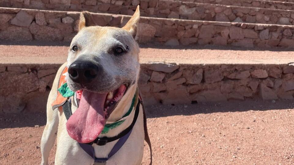 Free Pet Adoptions Are Back!