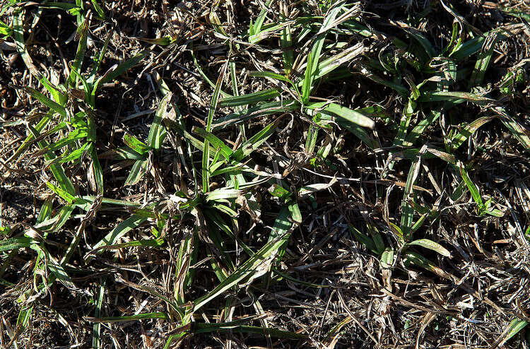 Garden Weeds Driving You Nuts? Read This!