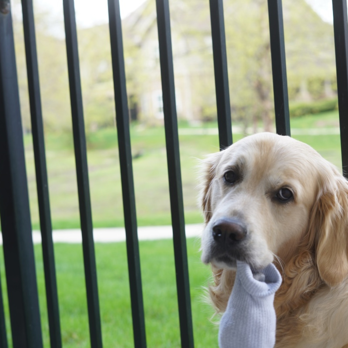 🐾 Day 54 with Grace: I found my sock… in her bed 🧦😳