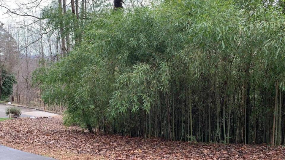 This Yard Glow-Up Is Wild
