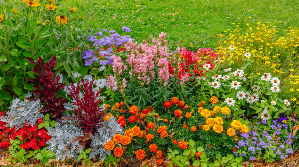Perennials That Just Won’t Quit Blooming