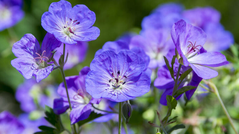 Perennials That Just Won’t Quit Blooming
