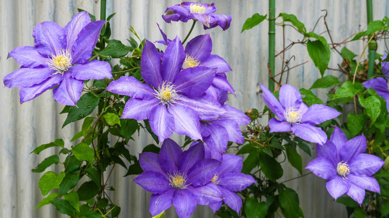 Perennials That Just Won’t Quit Blooming