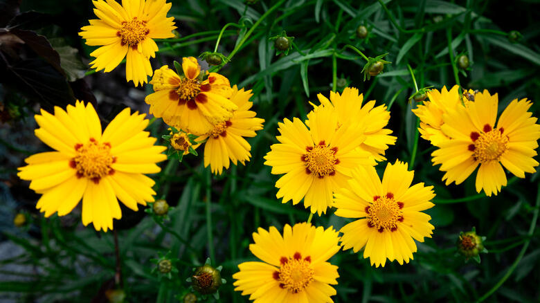 Perennials That Just Won’t Quit Blooming