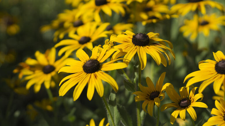 Perennials That Just Won’t Quit Blooming