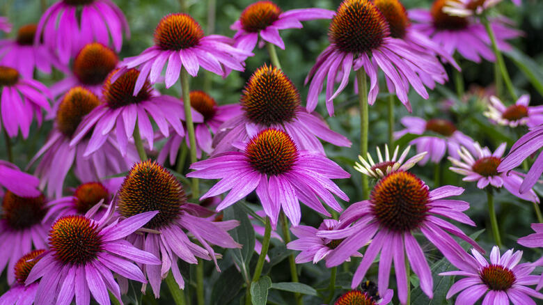 Perennials That Just Won’t Quit Blooming