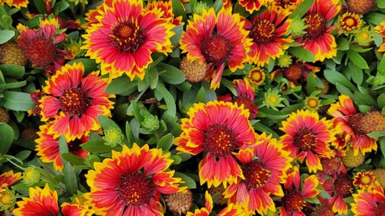 Perennials That Just Won’t Quit Blooming