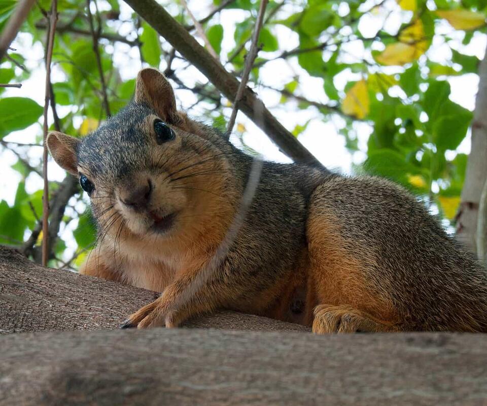 Wisconsin’s Glowing Squirrel Mystery!